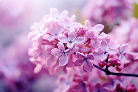 枝干上的紫色花朵背景图片