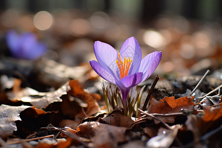 森林中绽放的紫色花朵背景图片