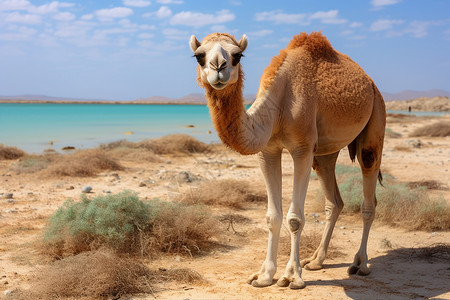 沙漠中的湖泊和骆驼图片