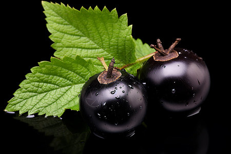 新鲜的黑醋栗浆果背景图片