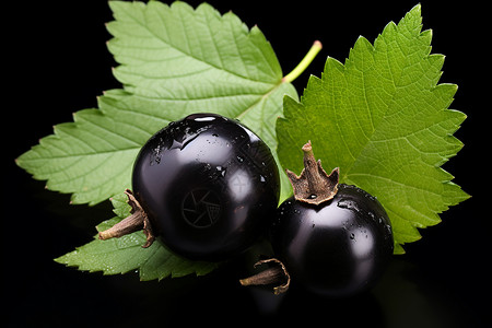 黑叶子素材可口的黑醋栗浆果背景