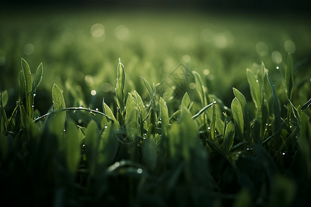 绿色小草上的水滴图片