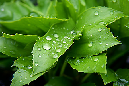 绿叶子上的雨露背景图片