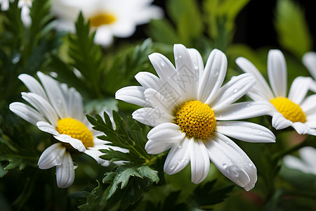 户外绽放的白色雏菊背景图片