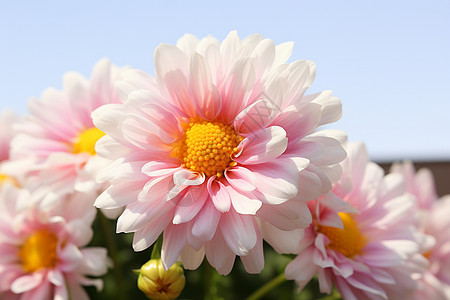 漂亮美丽的白粉色花朵背景图片