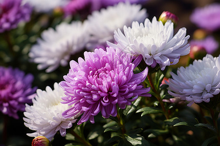 绽放的紫色菊花高清图片