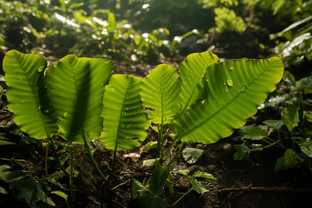 雨林中的绿叶植物图片