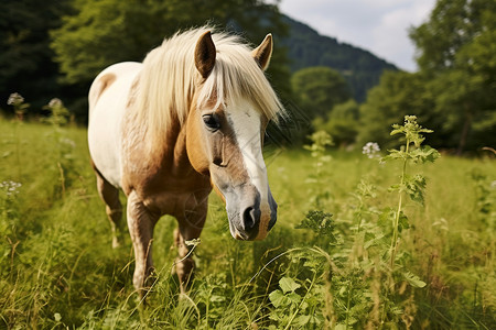 草地上的白马儿高清图片