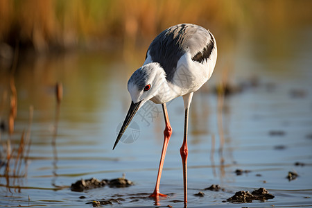 水鸟享受自然湿地背景图片