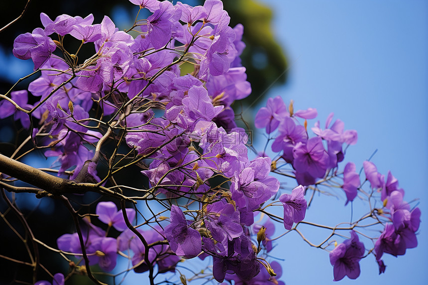 枝干上的紫色植物图片