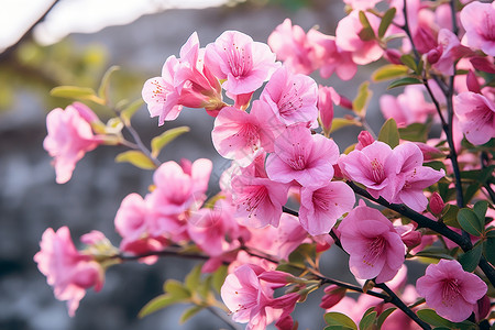 枝干上的粉色樱花图片