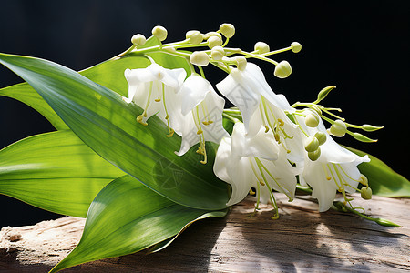 美丽清新的白色花朵图片