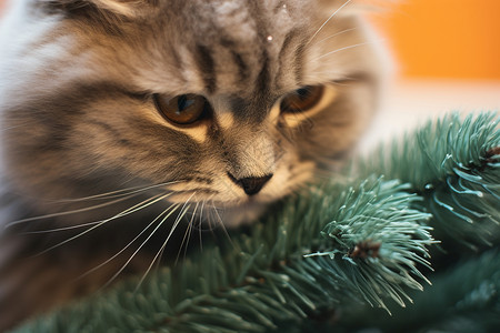 圣诞树上的一只猫咪图片
