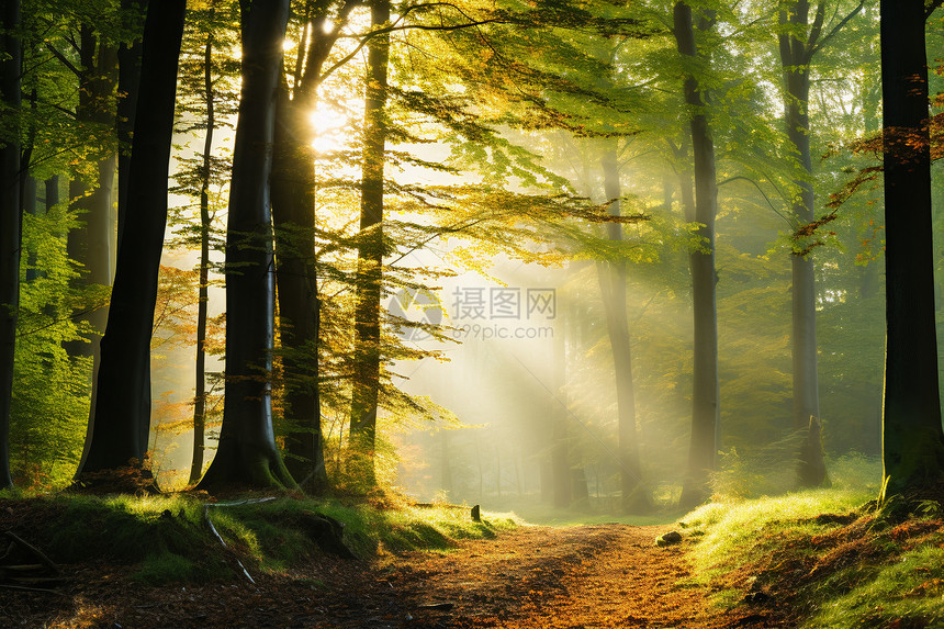 秋日森林之路图片