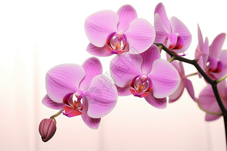 粉色兰花群背景图片