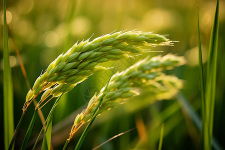 农业的粮食稻田图片