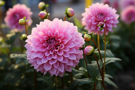 夏日花园开花的床高清图片