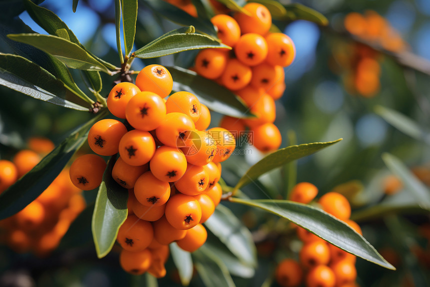 树枝上的橙色浆果图片