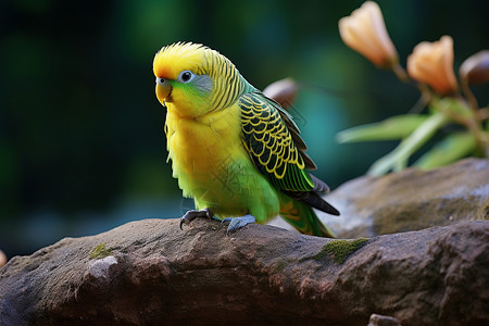 枝干上的黄色鹦鹉图片