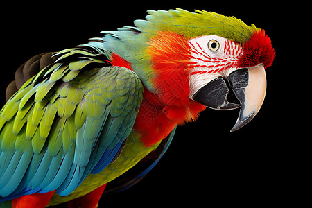 彩色的宠物鹦鹉图片