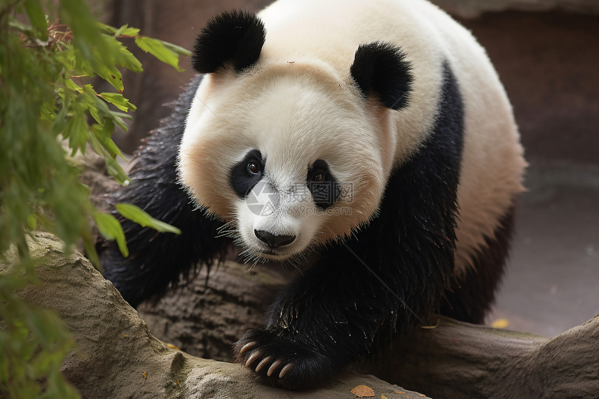树枝上的动物熊猫图片