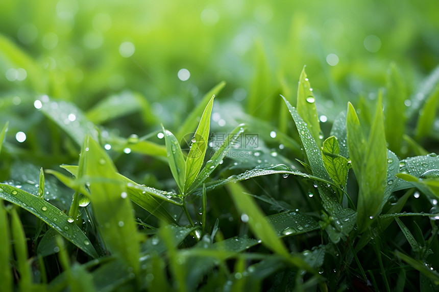 绿色小草上的水滴图片