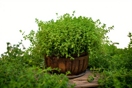 盆栽中的草药植物图片