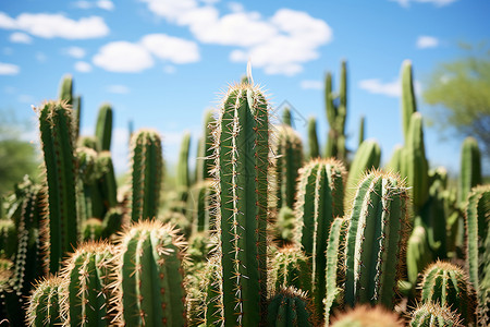 热带沙漠沙漠中的热带仙人掌植物背景