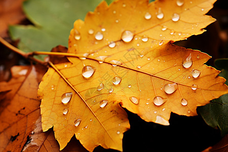 落叶上的水滴背景图片