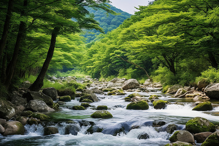 树林间流淌的水域图片