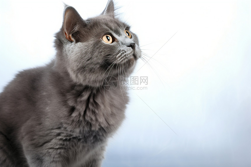 一只灰色的猫咪图片