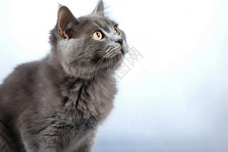 一只灰色的猫咪背景图片
