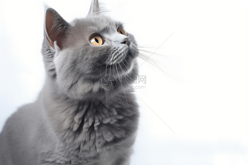 灰色的可爱猫咪图片