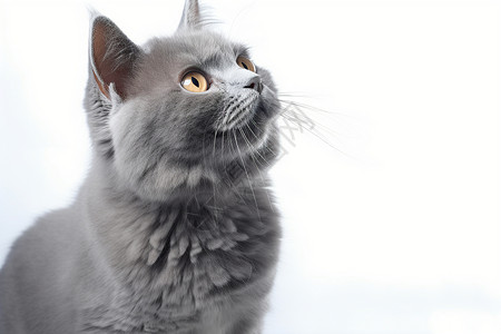 灰色的可爱猫咪背景图片