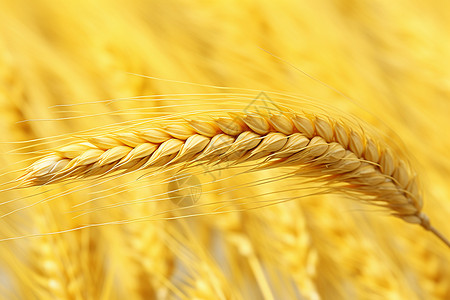 丰收的农业麦穗谷物图片