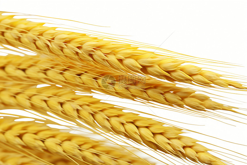 丰收的农业麦穗图片