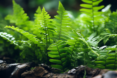 蕨类植物背景图片