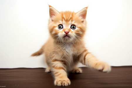 地板上的橘色小猫背景图片