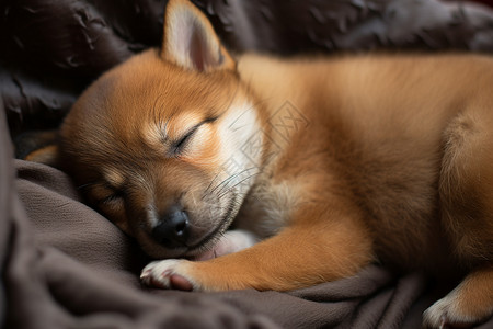 可爱小狗沉睡中高清图片