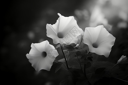清晨草坪上的三朵白花图片