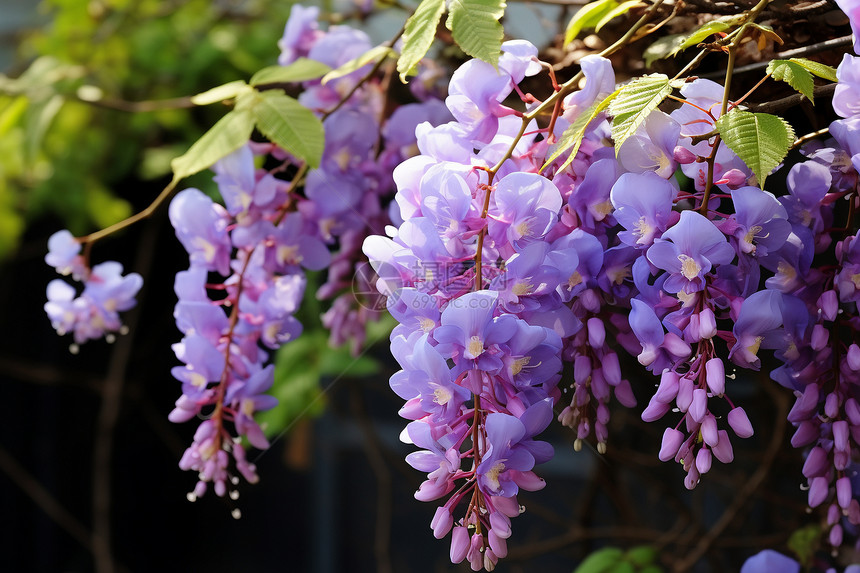 漂亮的紫藤花图片