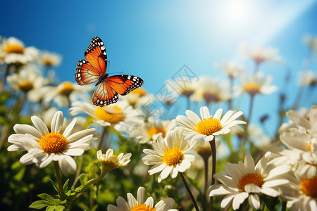 最美丽杂草飞舞的蝴蝶背景