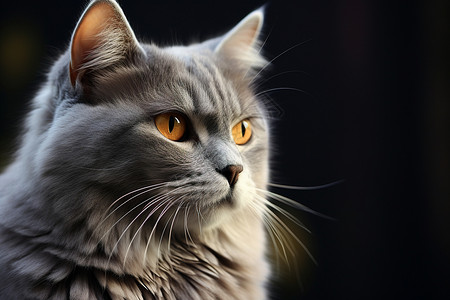 灰色的猫咪图片