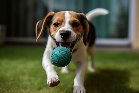 草坪上玩球的小狗图片