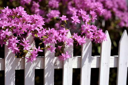 花园栅栏上的花图片