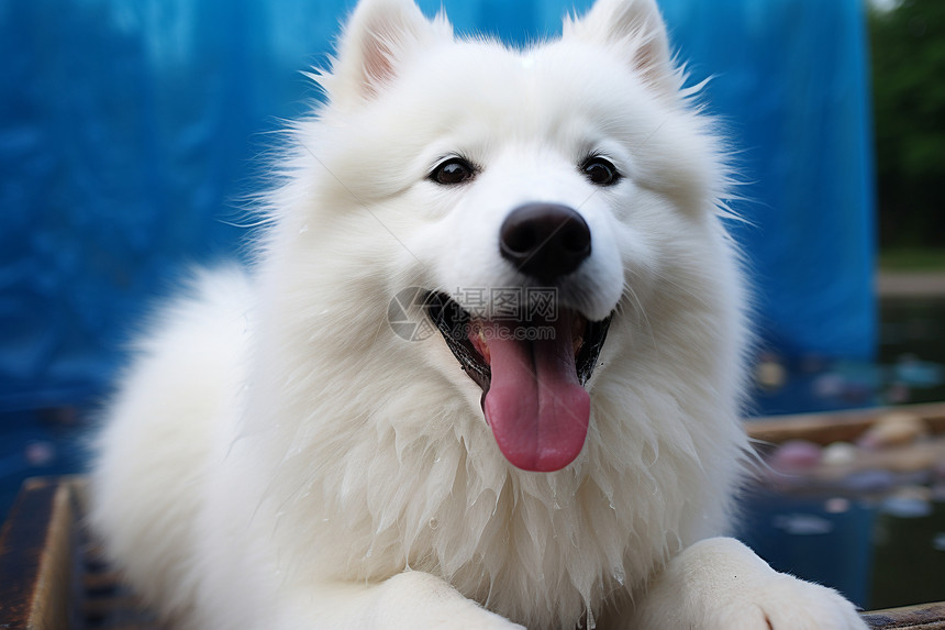 开心的白色小狗狗图片