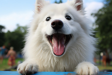 快乐的白狗图片