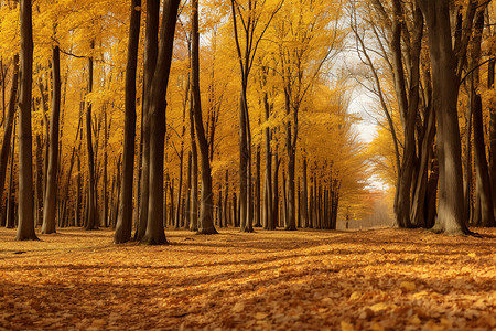 秋天的林间小道图片