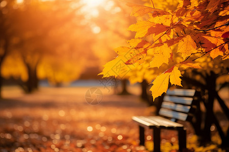 秋日公园的阳光图片
