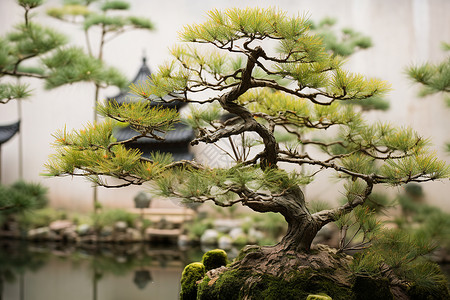 盆景园中的一棵树背景